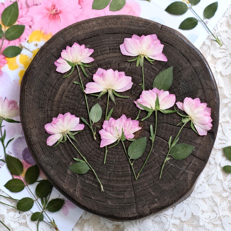 12개, 휴대폰 케이스 DIY용 진짜 건조 압축 꽃,  - Resin Craft Ideas 리뷰 및 가격