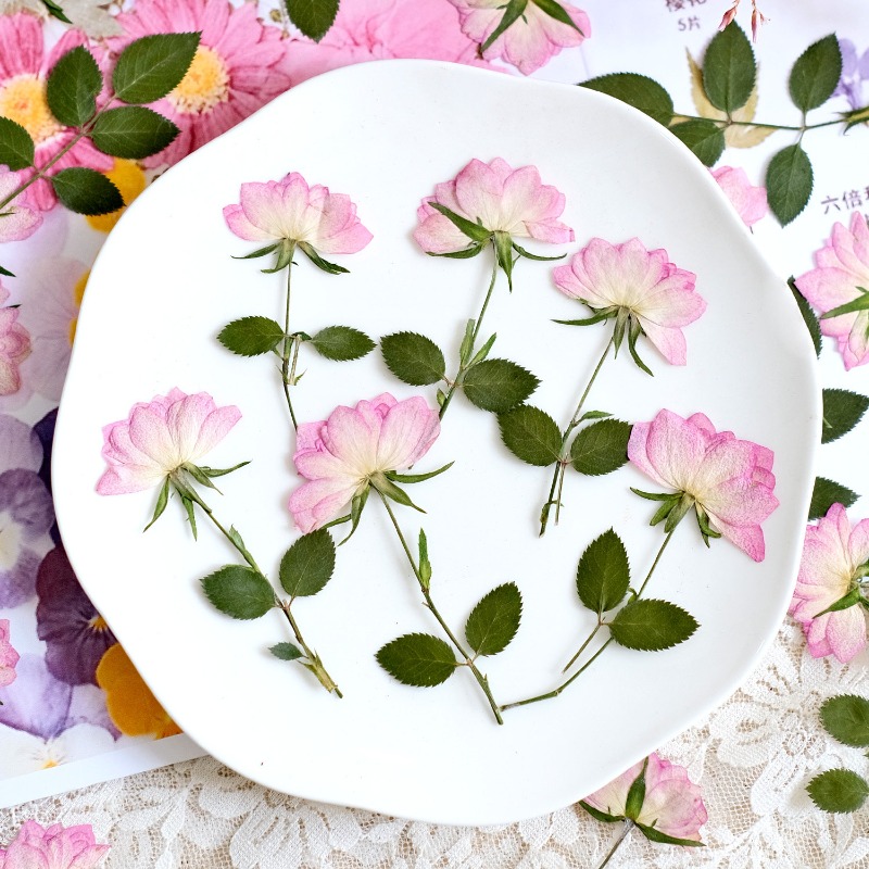 12개, 휴대폰 케이스 DIY용 진짜 건조 압축 꽃,  - Resin Craft Ideas 리뷰 및 가격
